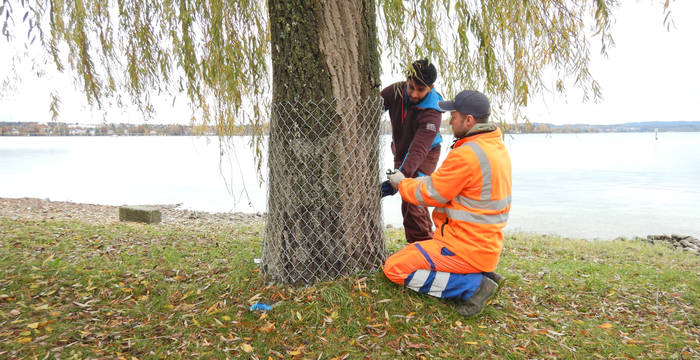Mitarbeiter der Stadtgärtnerei und von Pro Natura TG schützen einen Baum mit einem Zaun