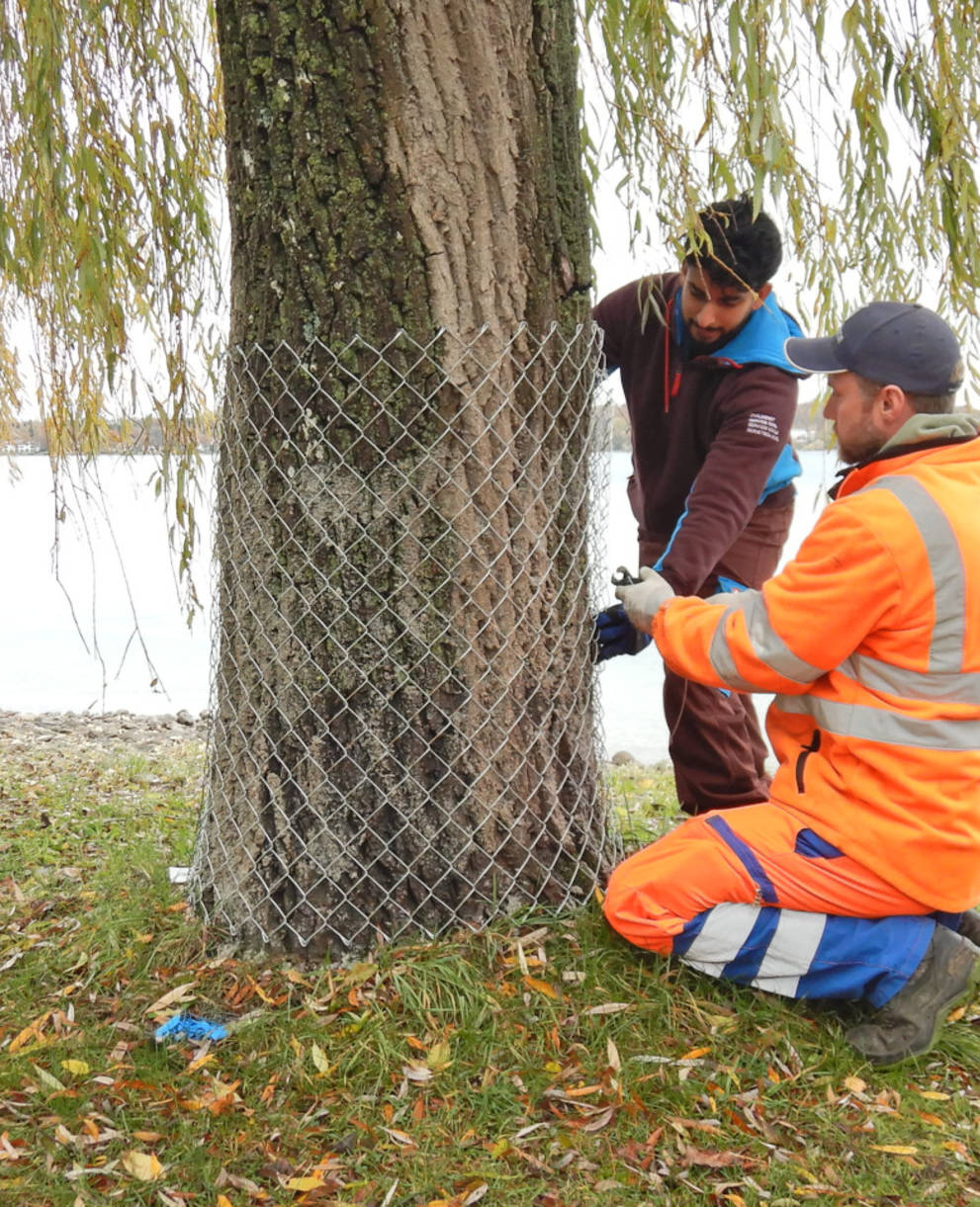 Mitarbeiter der Stadtgärtnerei und von Pro Natura TG schützen einen Baum mit einem Zaun